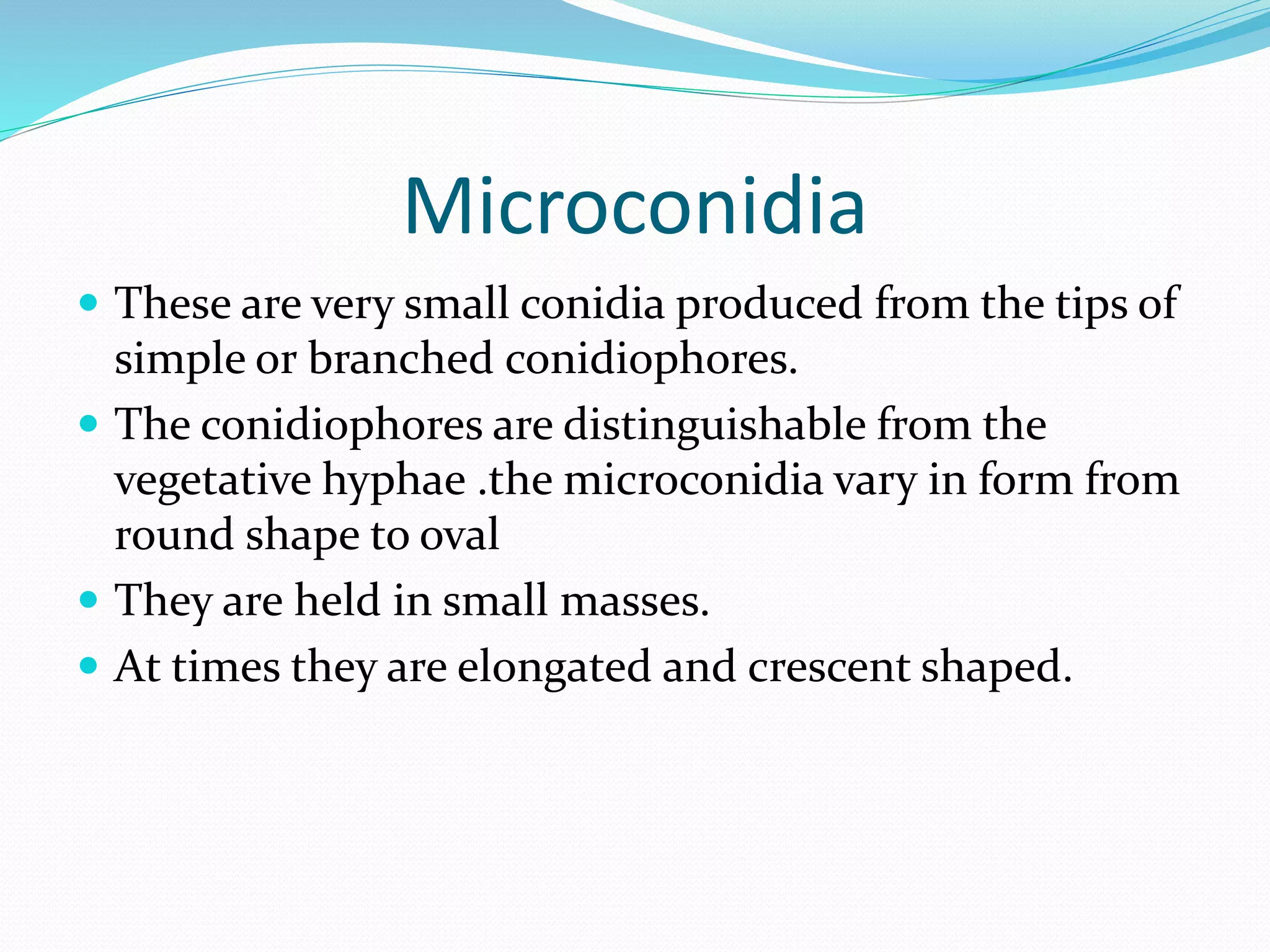 Microconidia
 These are very small conidia produced from the tips of
simple or branched conidiophores.
 The conidiophores are distinguishable from the
vegetative hyphae .the microconidia vary in form from
round shape to oval
 They are held in small masses.
 At times they are elongated and crescent shaped.
 