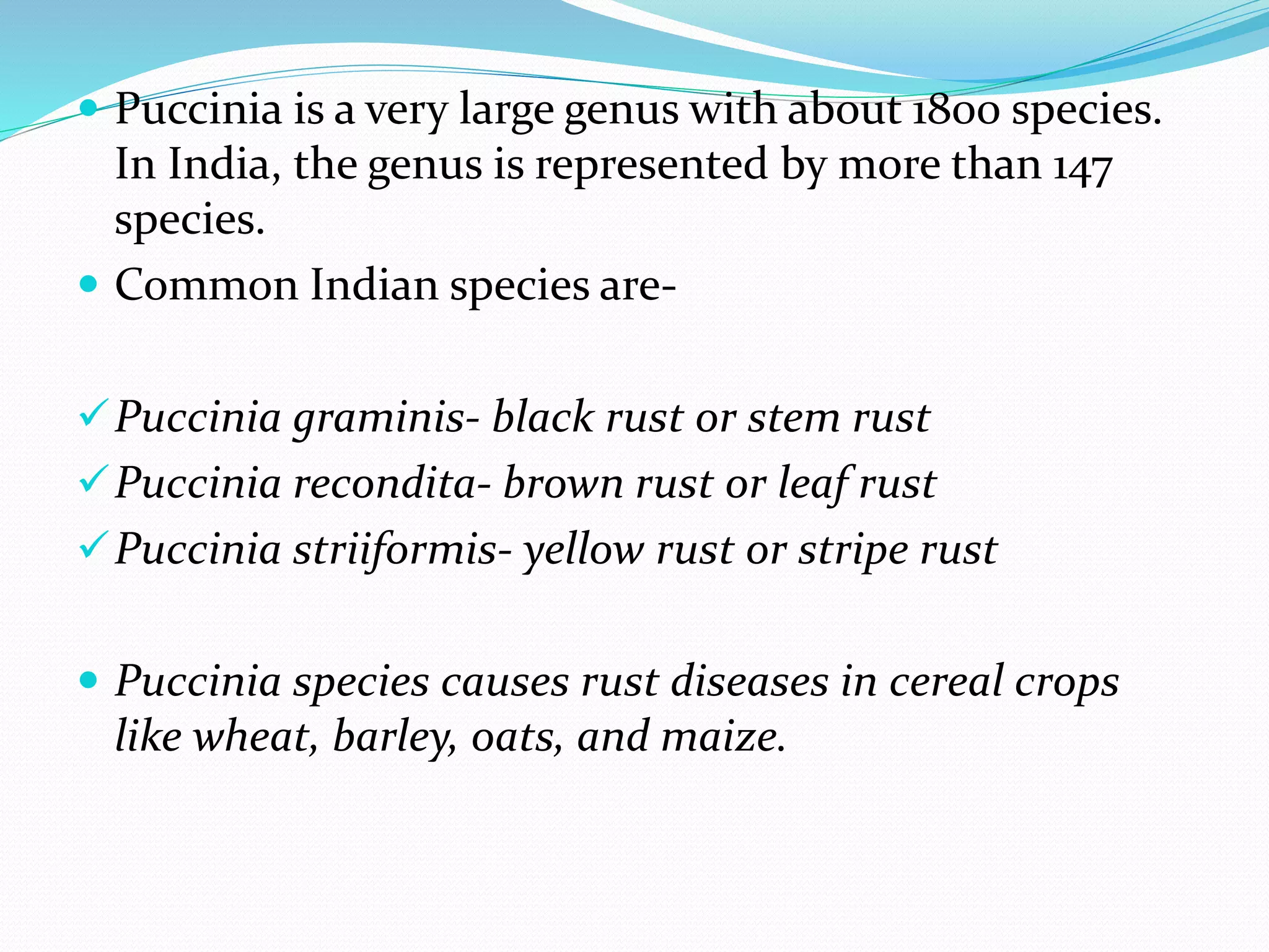  Puccinia is a very large genus with about 1800 species.
In India, the genus is represented by more than 147
species.
 Common Indian species are-
Puccinia graminis- black rust or stem rust
Puccinia recondita- brown rust or leaf rust
Puccinia striiformis- yellow rust or stripe rust
 Puccinia species causes rust diseases in cereal crops
like wheat, barley, oats, and maize.
 