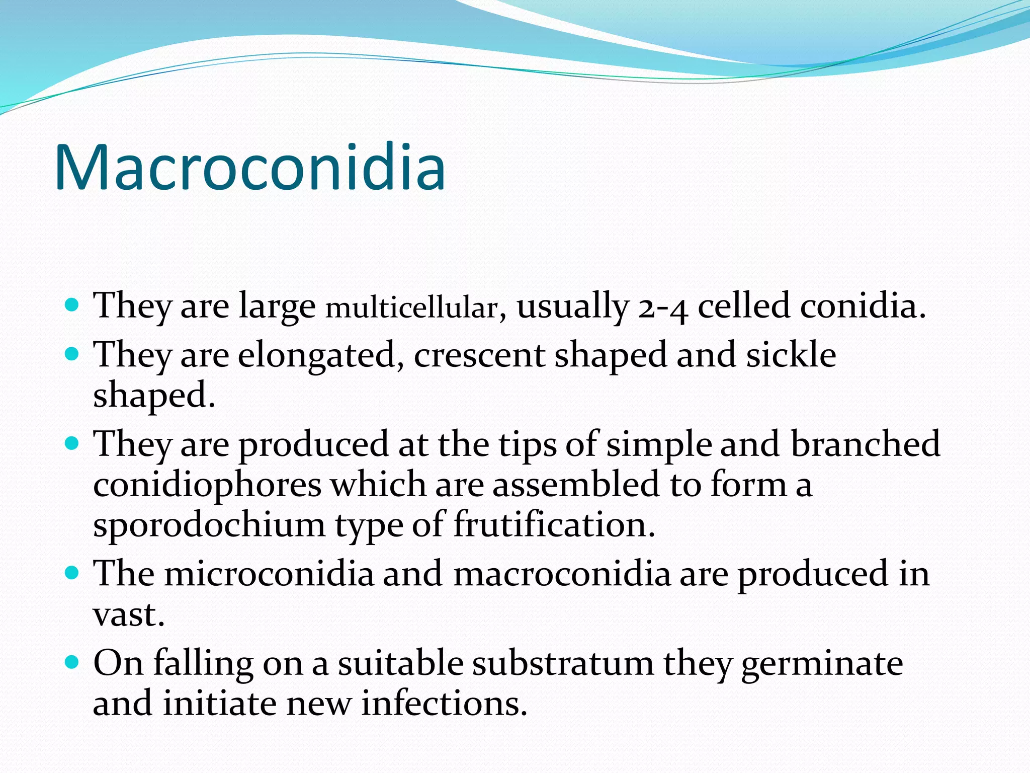 Macroconidia
 They are large multicellular, usually 2-4 celled conidia.
 They are elongated, crescent shaped and sickle
shaped.
 They are produced at the tips of simple and branched
conidiophores which are assembled to form a
sporodochium type of frutification.
 The microconidia and macroconidia are produced in
vast.
 On falling on a suitable substratum they germinate
and initiate new infections.
 
