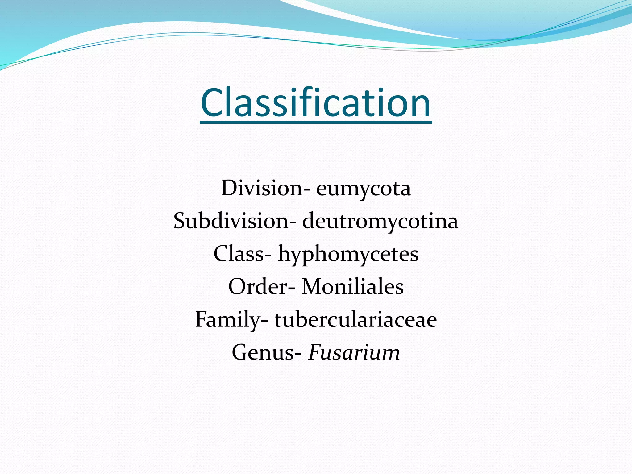 Classification
Division- eumycota
Subdivision- deutromycotina
Class- hyphomycetes
Order- Moniliales
Family- tuberculariaceae
Genus- Fusarium
 