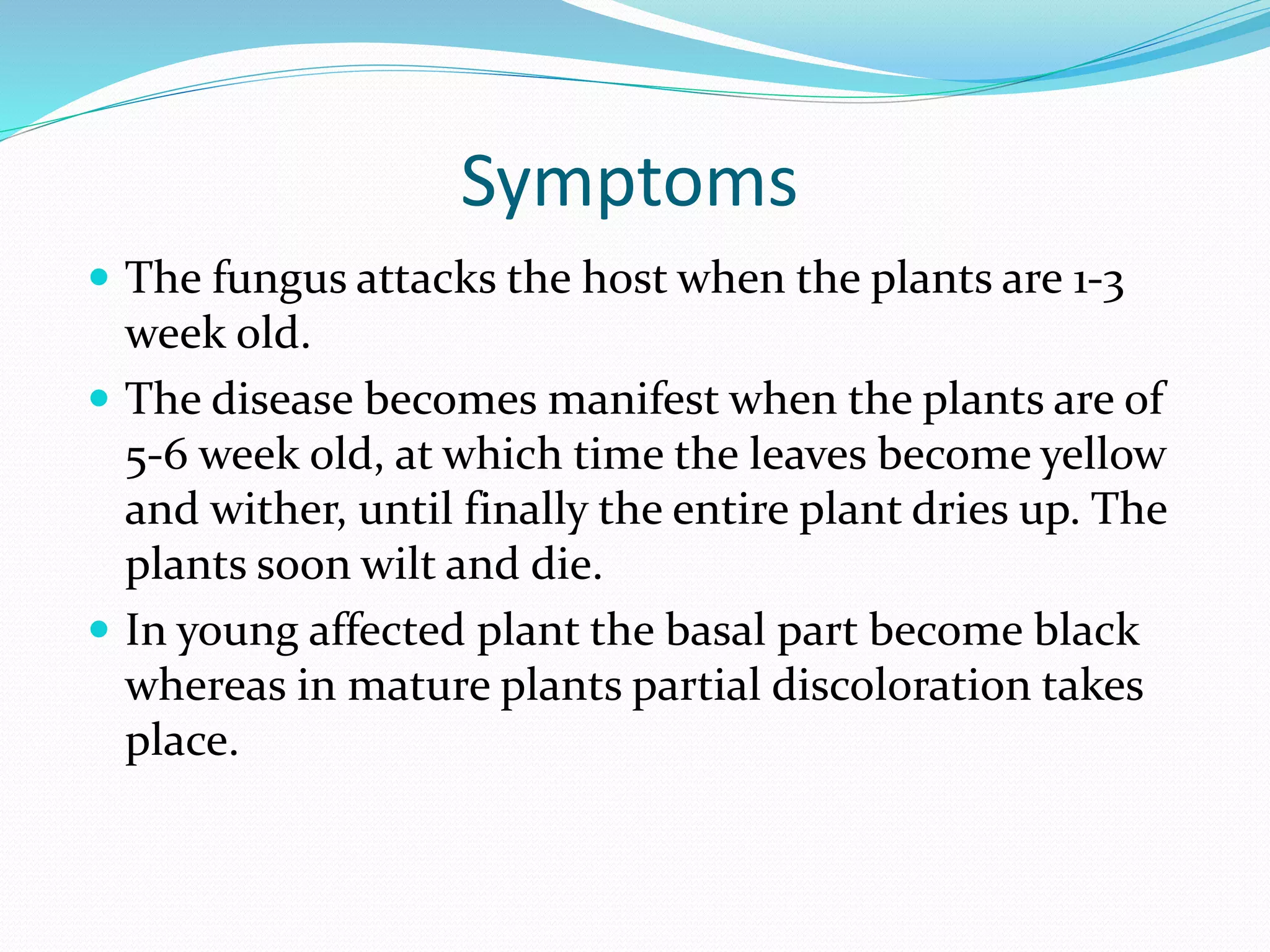 Symptoms
 The fungus attacks the host when the plants are 1-3
week old.
 The disease becomes manifest when the plants are of
5-6 week old, at which time the leaves become yellow
and wither, until finally the entire plant dries up. The
plants soon wilt and die.
 In young affected plant the basal part become black
whereas in mature plants partial discoloration takes
place.
 