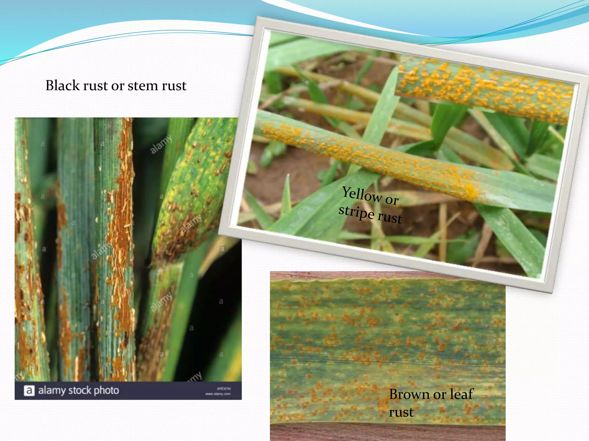 Black rust or stem rust
Brown or leaf
rust
 