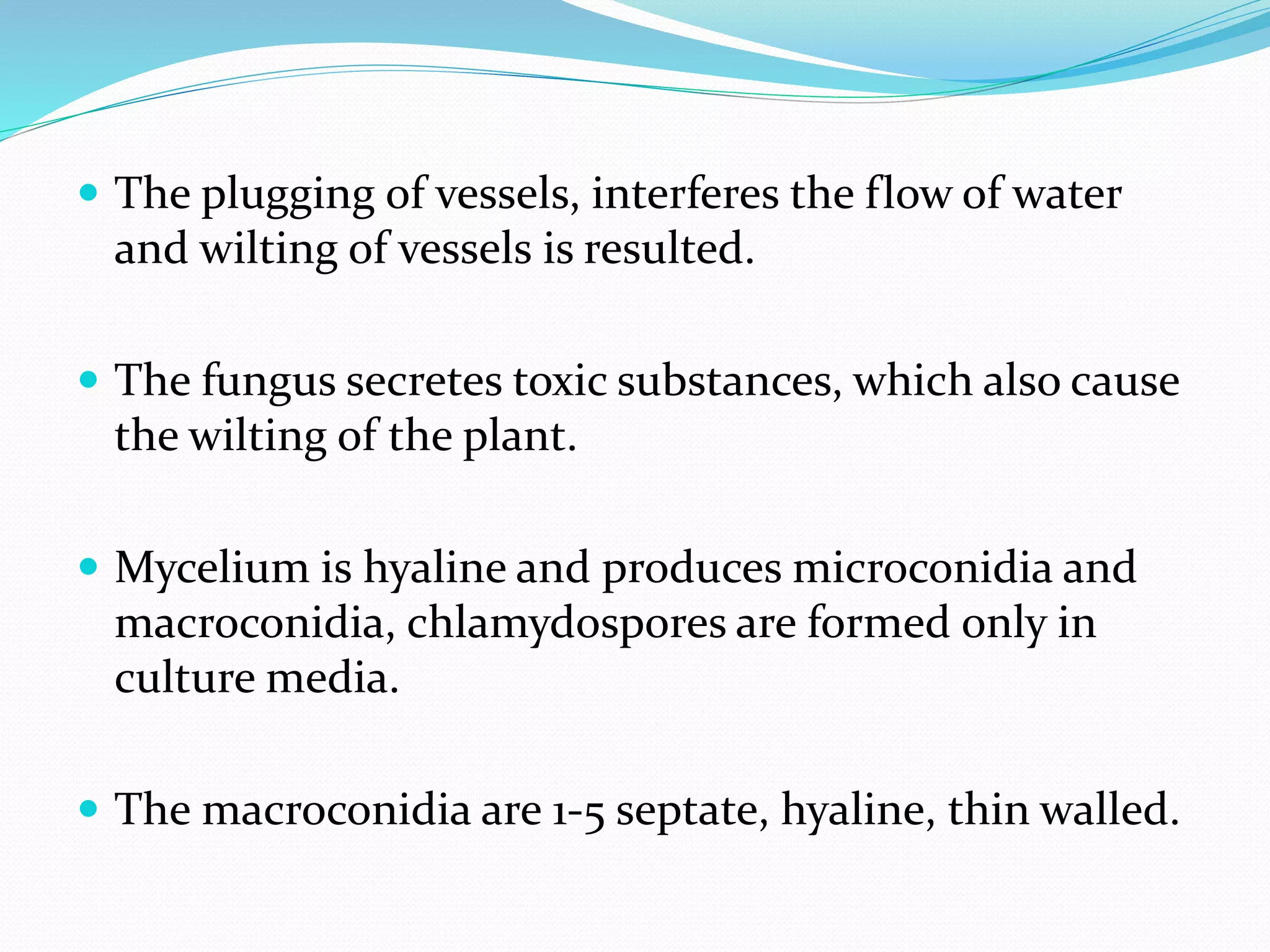  The plugging of vessels, interferes the flow of water
and wilting of vessels is resulted.
 The fungus secretes toxic substances, which also cause
the wilting of the plant.
 Mycelium is hyaline and produces microconidia and
macroconidia, chlamydospores are formed only in
culture media.
 The macroconidia are 1-5 septate, hyaline, thin walled.
 
