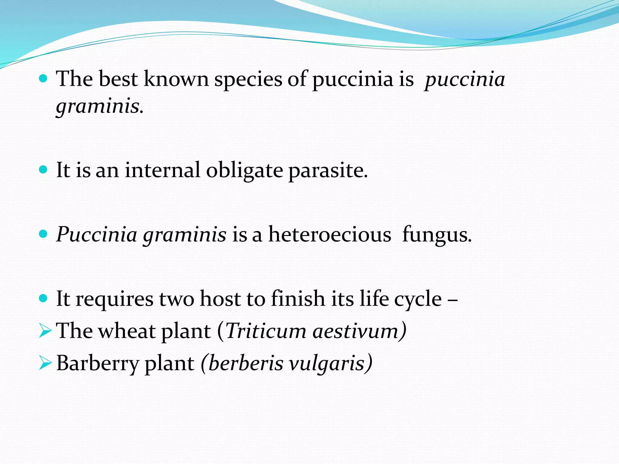  The best known species of puccinia is puccinia
graminis.
 It is an internal obligate parasite.
 Puccinia graminis is a heteroecious fungus.
 It requires two host to finish its life cycle –
The wheat plant (Triticum aestivum)
Barberry plant (berberis vulgaris)
 