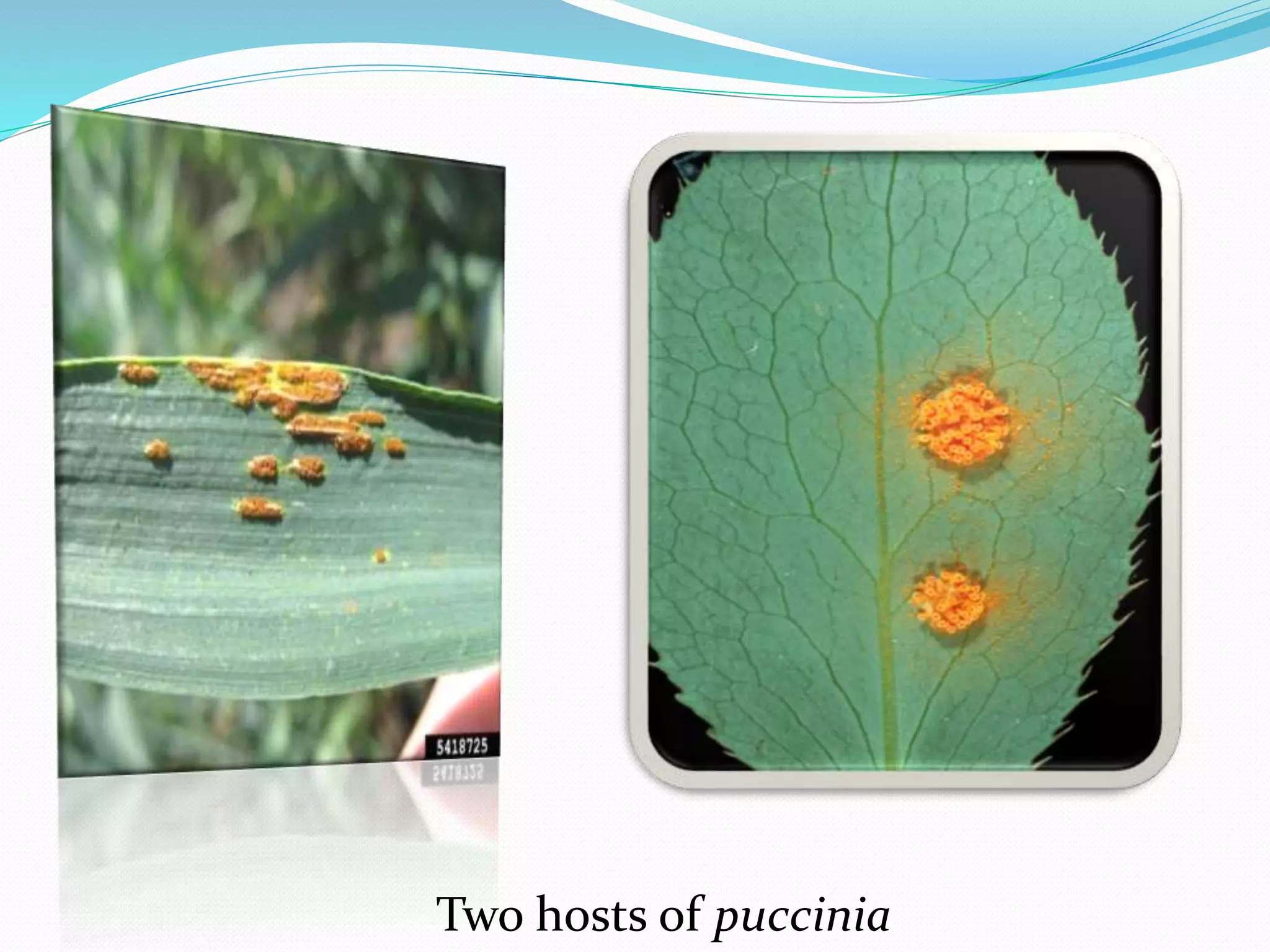 Two hosts of puccinia
 