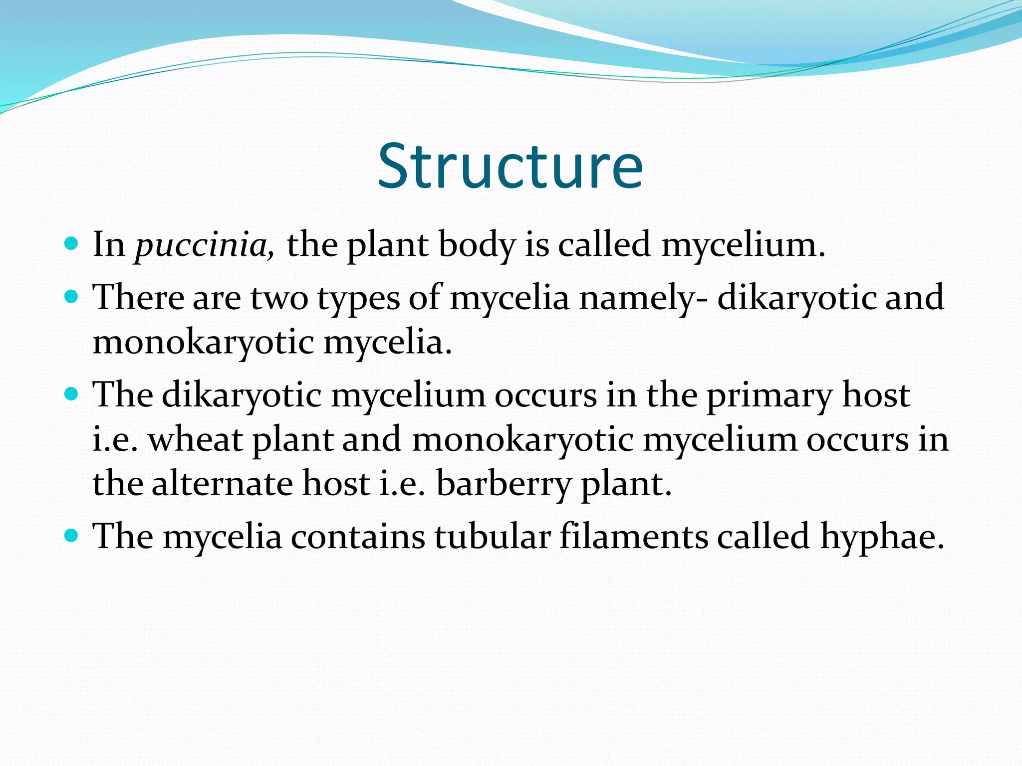 Structure
 In puccinia, the plant body is called mycelium.
 There are two types of mycelia namely- dikaryotic and
monokaryotic mycelia.
 The dikaryotic mycelium occurs in the primary host
i.e. wheat plant and monokaryotic mycelium occurs in
the alternate host i.e. barberry plant.
 The mycelia contains tubular filaments called hyphae.
 