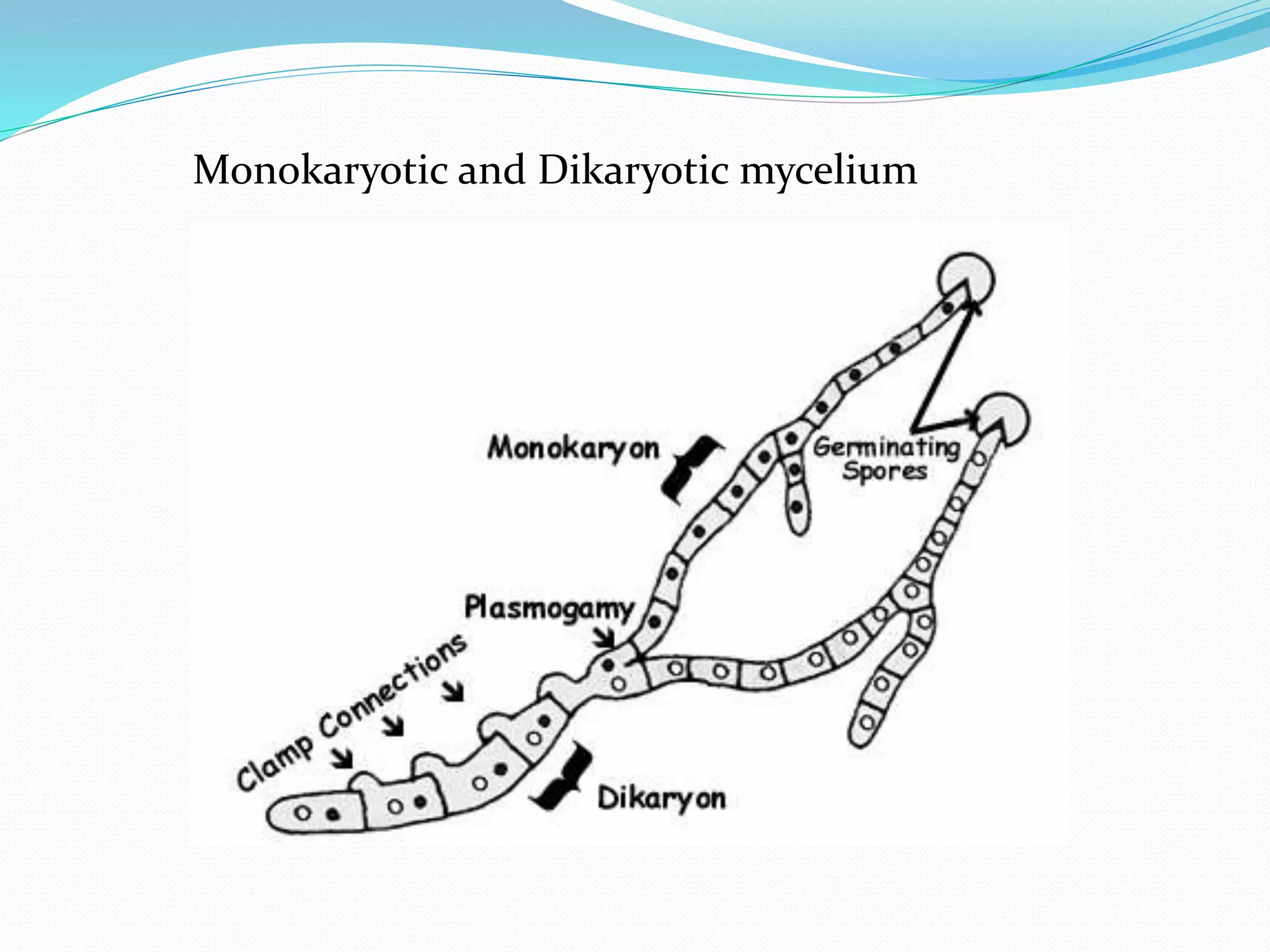 Monokaryotic and Dikaryotic mycelium
 