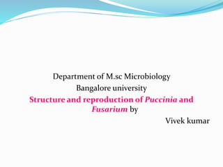 Department of M.sc Microbiology
Bangalore university
Structure and reproduction of Puccinia and
Fusarium by
Vivek kumar
 