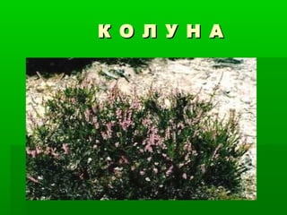 К О Л У Н АК О Л У Н А
 