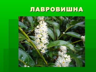 ЛАВРОВИШНАЛАВРОВИШНА
 
