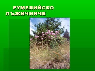 РУМЕЛИЙСКОРУМЕЛИЙСКО
ЛЪЖИЧНИЧЕЛЪЖИЧНИЧЕ
 
