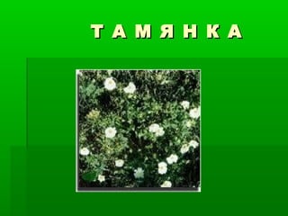 Т А М Я Н К АТ А М Я Н К А
 