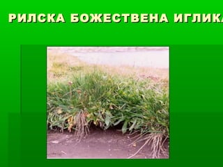 РИЛСКА БОЖЕСТВЕНА ИГЛИКАРИЛСКА БОЖЕСТВЕНА ИГЛИКА
 