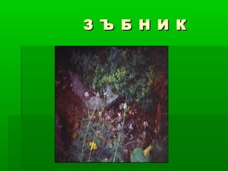 З Ъ Б Н И КЗ Ъ Б Н И К
 