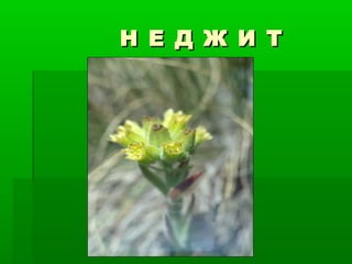 Н Е Д Ж И ТН Е Д Ж И Т
 