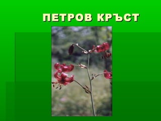 ПЕТРОВ КРЪСТПЕТРОВ КРЪСТ
 