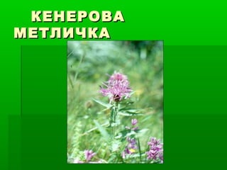 КЕНЕРОВАКЕНЕРОВА
МЕТЛИЧКАМЕТЛИЧКА
 