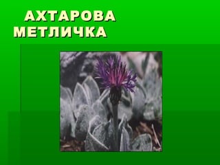 АХТАРОВААХТАРОВА
МЕТЛИЧКАМЕТЛИЧКА
 