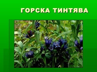 ГОРСКА ТИНТЯВАГОРСКА ТИНТЯВА
 