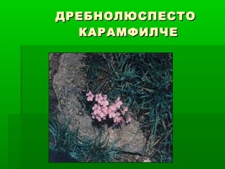 ДРЕБНОЛЮСПЕСТОДРЕБНОЛЮСПЕСТО
КАРАМФИЛЧЕКАРАМФИЛЧЕ
 