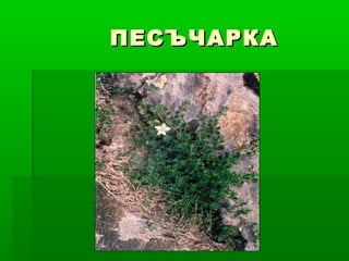 ПЕСЪЧАРКАПЕСЪЧАРКА
 
