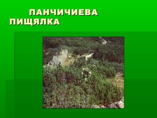 ПАНЧИЧИЕВАПАНЧИЧИЕВА
ПИЩЯЛКАПИЩЯЛКА
 