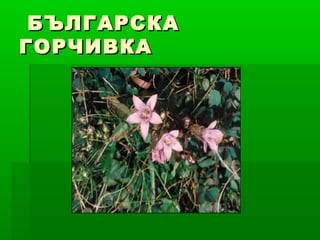 БЪЛГАРСКАБЪЛГАРСКА
ГОРЧИВКАГОРЧИВКА
 