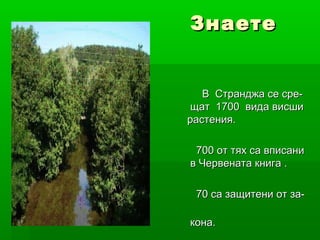 ЗнаетеЗнаете
ли, че:ли, че:
В Странджа се сре-В Странджа се сре-
щат 1700 вида висшищат 1700 вида висши
растения.растения.
700 от тях са вписани700 от тях са вписани
в Червената книга .в Червената книга .
70 са защитени от за-70 са защитени от за-
кона.кона.
 