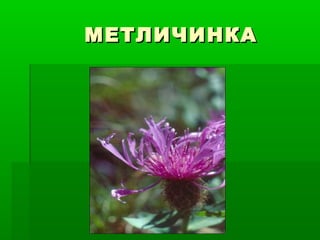 МЕТЛИЧИНКАМЕТЛИЧИНКА
 