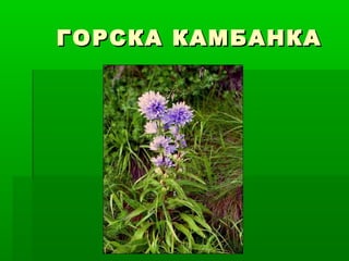 ГОРСКА КАМБАНКАГОРСКА КАМБАНКА
 