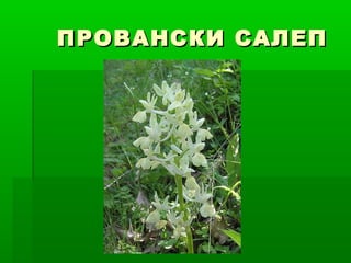 ПРОВАНСКИ САЛЕППРОВАНСКИ САЛЕП
 