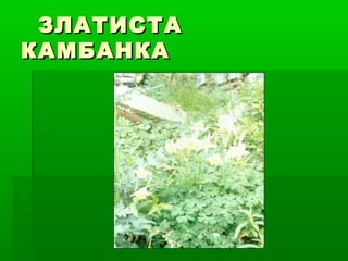 ЗЛАТИСТАЗЛАТИСТА
КАМБАНКАКАМБАНКА
 
