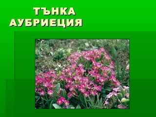 ТЪНКАТЪНКА
АУБРИЕЦИЯАУБРИЕЦИЯ
 