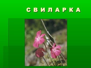 С В И Л А Р К АС В И Л А Р К А
 