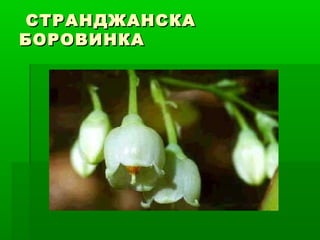 СТРАНДЖАНСКАСТРАНДЖАНСКА
БОРОВИНКАБОРОВИНКА
 