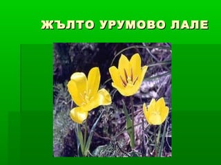 ЖЪЛТО УРУМОВО ЛАЛЕЖЪЛТО УРУМОВО ЛАЛЕ
 