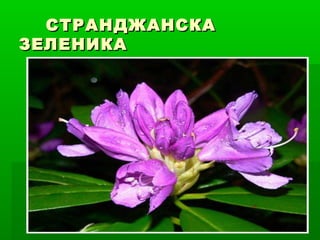 СТРАНДЖАНСКАСТРАНДЖАНСКА
ЗЕЛЕНИКАЗЕЛЕНИКА
 