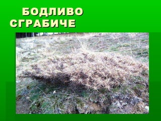 БОДЛИВОБОДЛИВО
СГРАБИЧЕСГРАБИЧЕ
 