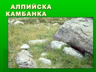АЛПИЙСКААЛПИЙСКА
КАМБАНКАКАМБАНКА
 