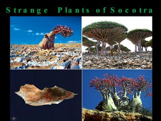 Strange  Plants of Socotra 