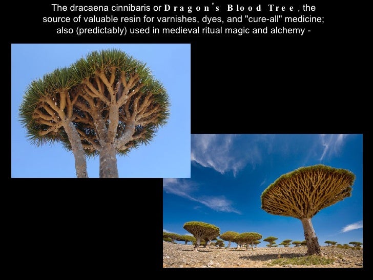 Strange Plants Of Socotra Strange Plants Of Socotra