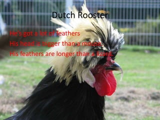 Dutch Rooster
He’s got a lot of feathers
His head is bigger than a mouse.
His feathers are longer than a lizard.