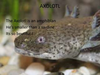AXOLOTL
The Axolotl is an amphibian
He’s smaller than a sardine.
Its so beutiful !