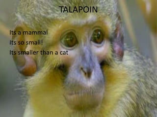 TALAPOIN
Its a mammal
Its so small!
Its smaller than a cat