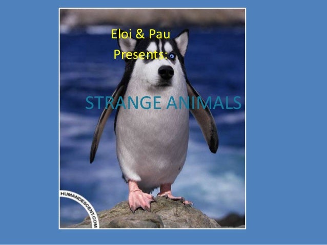 Strange Animals