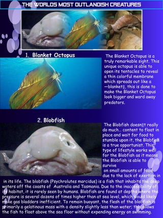 The Worlds Most Outlandish Creatures  1.  Blanket Octopus  The Blanket Octopus is a truly remarkable sight. This unique octopus is able to open its tentacles to reveal a thin colorful membrane which spreads out like a ―blanket‖, this is done to make the Blanket Octopus look bigger and ward away predators.  2. Blobfish The Blobfishdoesn‖t really do much… content to float in place and wait for food to stumble upon it, the Blobfish is a true opportunist. This type of lifestyle works well for the Blobfish as it means the Blobfish is able to survive  on small amounts of food due to the lack of exertion in  in its life. The blobfish (Psychrolutesmarcidus) is a fish that inhabits the deep waters off the coasts of Australia and Tasmania. Due to the inaccessibility of its habitat, it is rarely seen by humans. Blobfish are found at depths where the pressure is several dozens of times higher than at sea level, which would likely make gas bladders inefficient. To remain buoyant, the flesh of the blobfish is primarily a gelatinous mass with a density slightly less than water; this allows the fish to float above the sea floor without expending energy on swimming.  