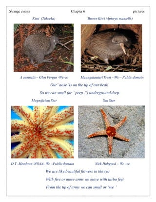 Strange events Chapter 6 pictures
Kiwi (Tokoeka) Brown Kiwi (Apteryx mantelli )
A australis – Glen Fergus -Wc-cc MaungatautariTrust – Wc – Public domain
Our’ nose ’is on the tip of our beak
So we can smell (or ‘ peep !’) underground deep
MagnificientStar Sea Star
D.Y .Meadows-NOAA- Wc –Publicdomain Nick Hobgood – Wc –cc
We are like beautiful flowers in the sea
With five or more arms we move with turbo feet
From the tip of arms we can smell or ‘see ’
 