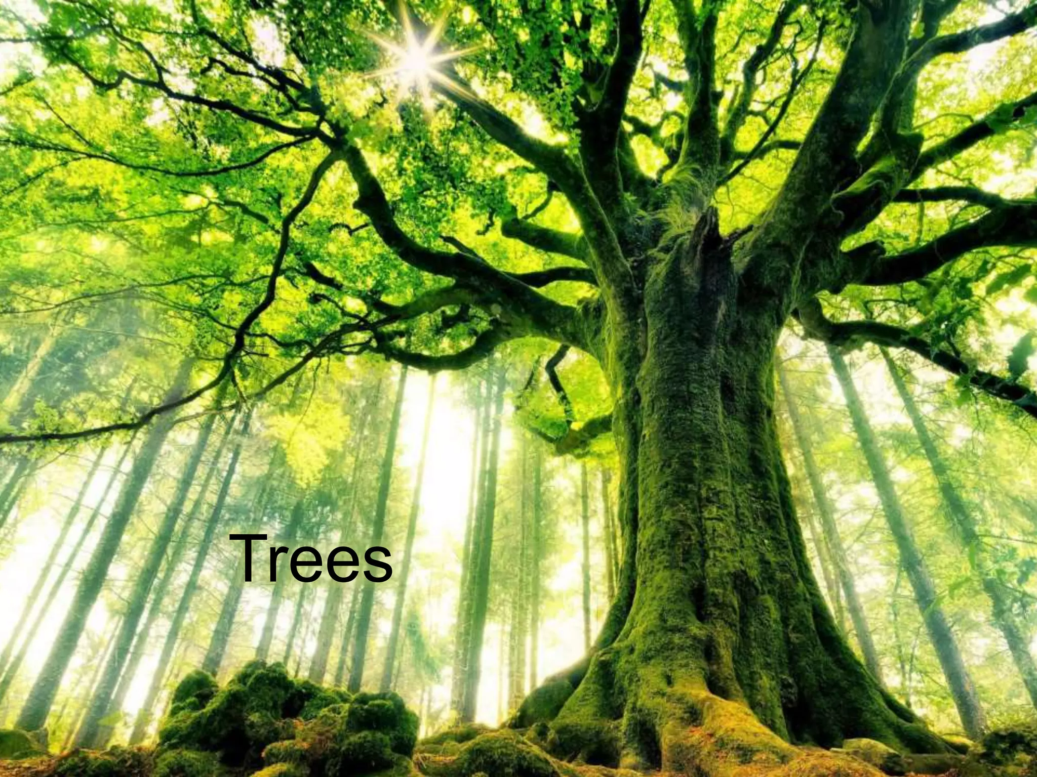Trees
 
