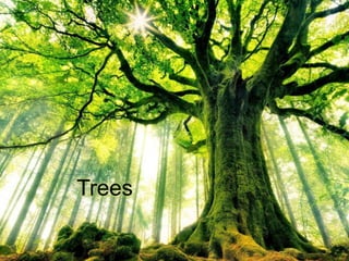 Trees
 