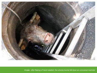 A cow - after fleeing a French abattoir, the unlucky bovine fell down an uncovered manhole
 